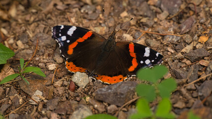 Fototapeta na wymiar Admiral butterfly on the forest floor. Rare insect with bright colors.Macro animal photo