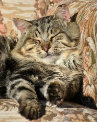 Gatto a pelo lungo tigrato che dorme al sole su una poltrona antica 