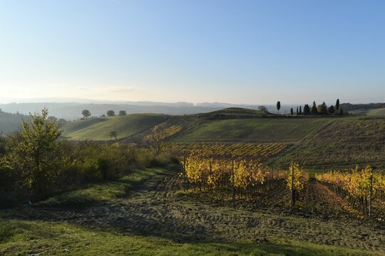 panorama of the vineyards in autumn in the Tuscan countryside near Florence
