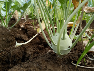 Kohlrabi is being prepared on Indian farms 