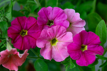 Gorgeous pink petunia flowers. Landscape design, floriculture.