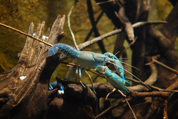 Bright blue crayfish underwater at an aquarium