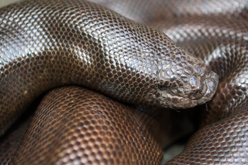 Closeup shot of a brown boidae snake