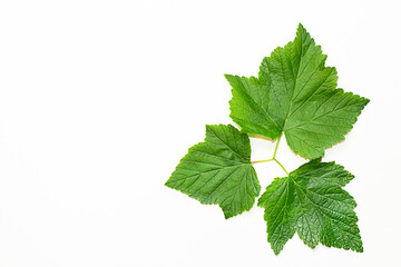 currant leaves lie on a white background in the shape of a triangle