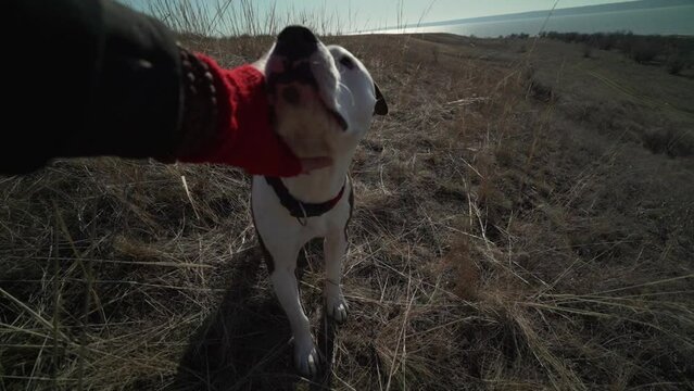 POV shot male hand caresses young american staffordshire terrier at nature