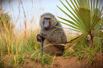 Closeup Shot Guinea Baboon Field