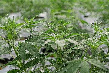 A large number of cannabis flowers at indoor legal farm