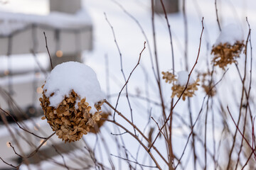 Brown dead hydrangeas (Hydrangea paniculata) flowers in snow at blurry background. Tree hydrangea...