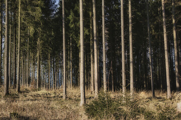 Bäume am Weg, Sonne, Sonnenstrahlen im Thüringer Wald