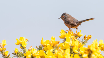 Dartford warbler (Curruca undata) perching on a gorse bush in Spring 2022. Dunwich heath, Suffolk, UK.