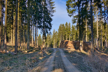 Fototapeta premium Waldweg im Thüringer Schiefergebirge mit großem Holzstapel gefällter Stämme bei Saalburg-Ebersdorf, Thüringen, Deutschland