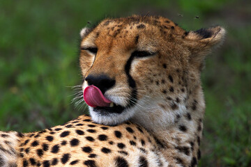 Closeup shot of a cheetah licking its snout
