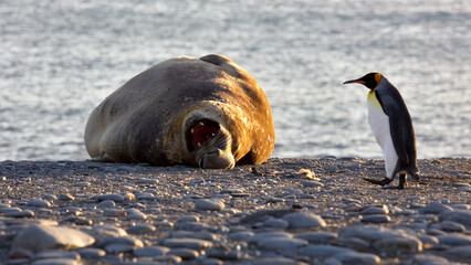 Large walrus and an Emperor penguin in South Georgia © Alex254/Wirestock Creators