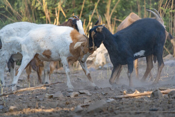 Goats fighting or entertaining themselves in the farm, in Valle del Limari, Ovalle, Coquimbo region