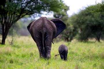 Back view of an elephant walking with its baby in Tanzania