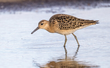 Ruff is leggy migratory bird 