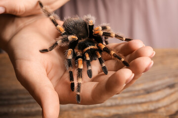 Woman with scary tarantula spider, closeup