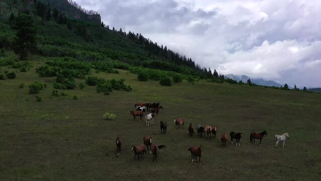 Drone footage of a group of horses in a mountainous scene.  Dramatic clouds and the Rocky Mountains in the background as the drone orbits the horses.