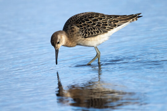 Ruff is leggy migratory bird 