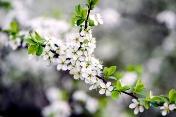 Blossoming branch of cherry, sakura. White spring flowers on the tree