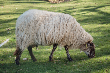 Fototapeta premium Sheep grazing/Mouton en train de brouter