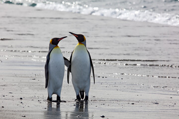 Couple of penguins on the beach with waves in the background in South Georgia, Antarctica