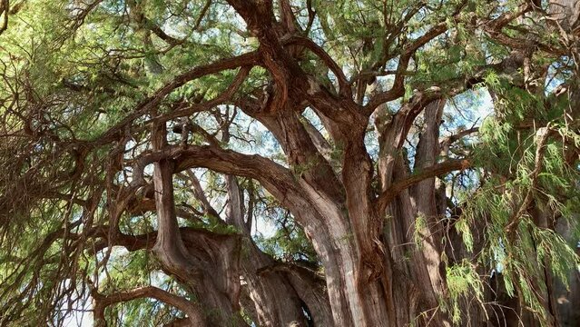 Beautiful Branches of The Widest Tree Trunk in the World Arbol del Tule, Oaxaca.