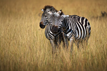 Zebras in a safari in Masai Mara, Kenya © Alex254/Wirestock Creators