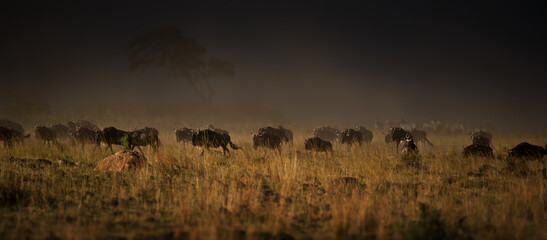 Panoramic shot of a group of bisons on a field in Masai Mara, Kenya © Alex254/Wirestock Creators