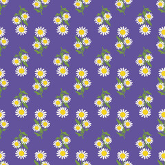Seamless pattern of white chamomile flowers with green leaves on purple background. Print with field plant daisy. Vector flat illustration