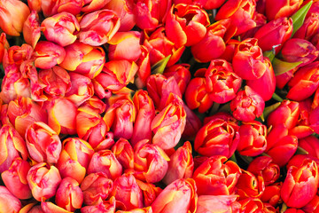 Group of beautiful red and yellow tulips, top view. Beautiful fresh tulips