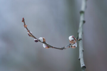 Willow branches with buds in early spring, selective focus. Pussy willow, catkins