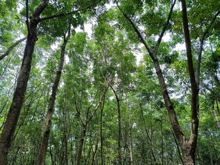 Rubber tree plantation in Kerala