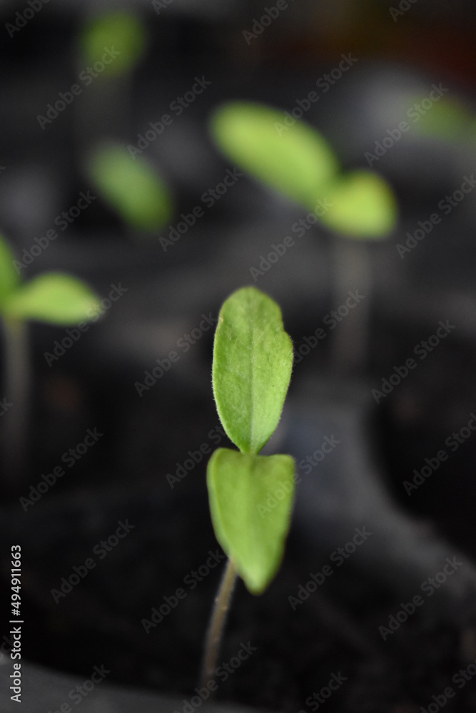 Wall mural plant sprout