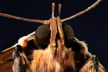Macro shot of the black witch moth