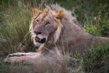 Lion in Maasai Mara, Kenya during daylight - obrazy, fototapety, plakaty