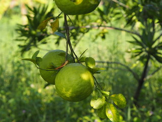 Lemon on the tree blurred of nature background, plant Sour taste fruit lime green vegetable