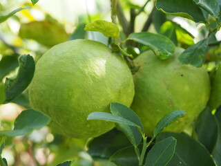 Lemon on the tree blurred of nature background, plant Sour taste fruit lime green vegetable