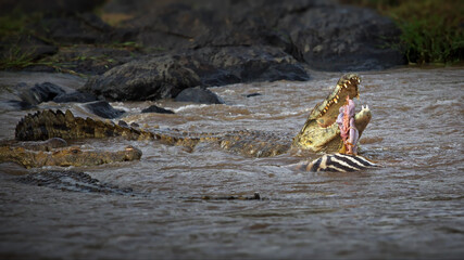 Alligators and prey in the river in an open field in Masai Mara, Kenya