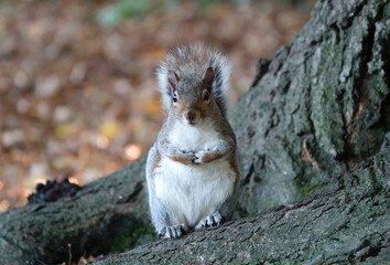 Portrait of a cute gray squirrel staring at the camera