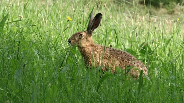 hare on a meadow in summer