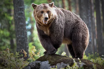 Wandcirkels aluminium Closeup of a grizzly bear on a rock in a forest in Finland with a blurry background © Alex254/Wirestock Creators