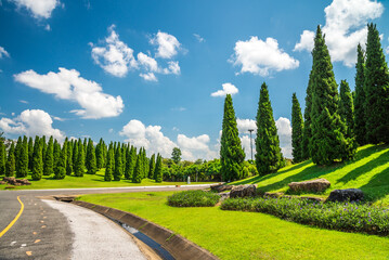 Fototapeta na wymiar Beautiful pine tree in big green park garden - Chiang mai, Thailand. Green nature, outdoor concept.