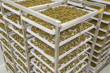 A large number of cannabis buds at indoor legal farm