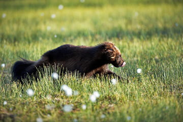 Selective focus shot of a wolverine on the grass in Finland