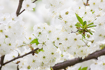 white flowers of blooming cherry. Spring flowers close up