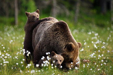 Closeup of a grizzly bear on wildflowers with its babies in a forest in Finland
