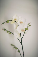 Fototapeta na wymiar White Orchid 