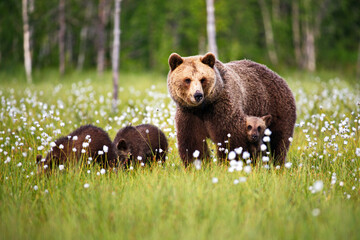 Grizzly bear with its babies in a forest covered in dandelions in Finlan
