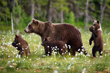 Closeup of a grizzly bear on wildflowers with its babies in a forest in Finland